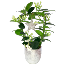 Stephanotis in sierpot